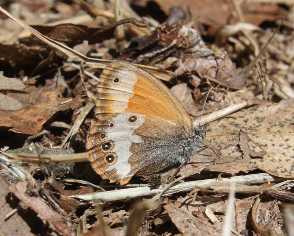 Coenonympha sp.?